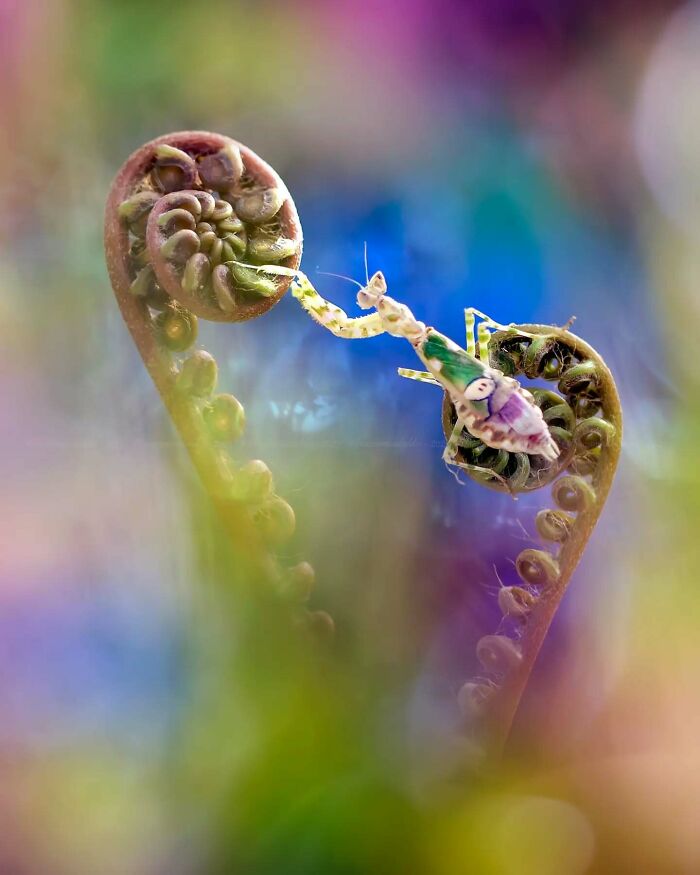 Colorful insect perched on curled fern leaves in a dreamy macro shot showcasing the magical side of insects by Fauzan Maududdin.