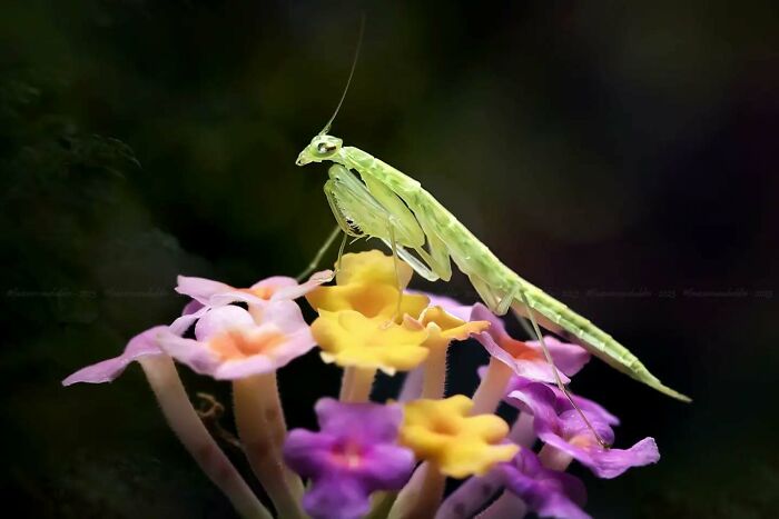 Close-up macro shot of a green praying mantis perched on colorful flowers, showcasing the magical side of insects.