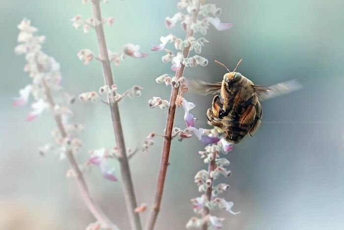 Macro shot of an insect captured in dreamy soft focus, highlighting the magical side of insects in natural light.
