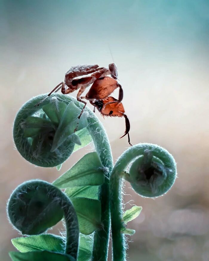 Macro shot of an insect perched on curled green fern leaves, showcasing intricate details and natural textures.