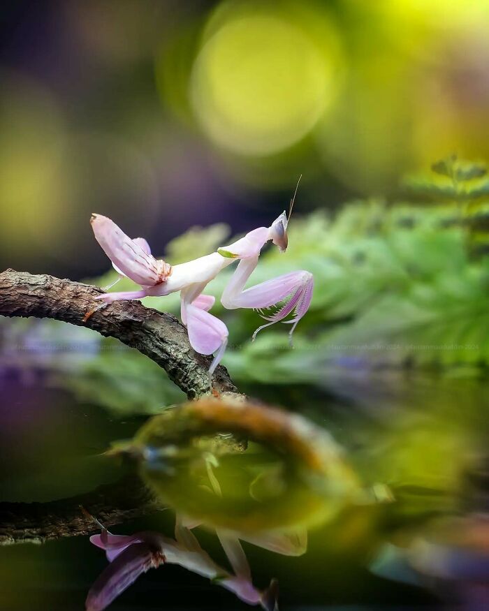 Macro shot of a delicate pink insect on a branch with vivid green and yellow blurred background nature scene.