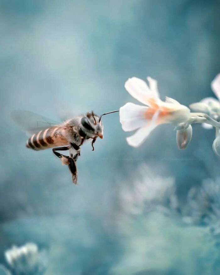 Macro shot of an insect hovering near a delicate flower, showcasing the magical side of insects in dreamy detail.