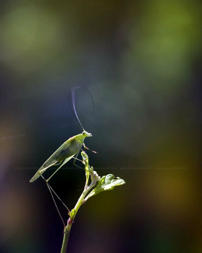 Macro shot of a delicate green insect perched on a plant stem showcasing magical side of insects photography.
