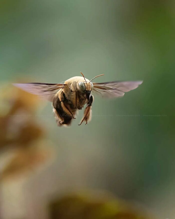 Macro shot of a bee in mid-flight showing intricate details, capturing the magical side of insects with dreamy focus.