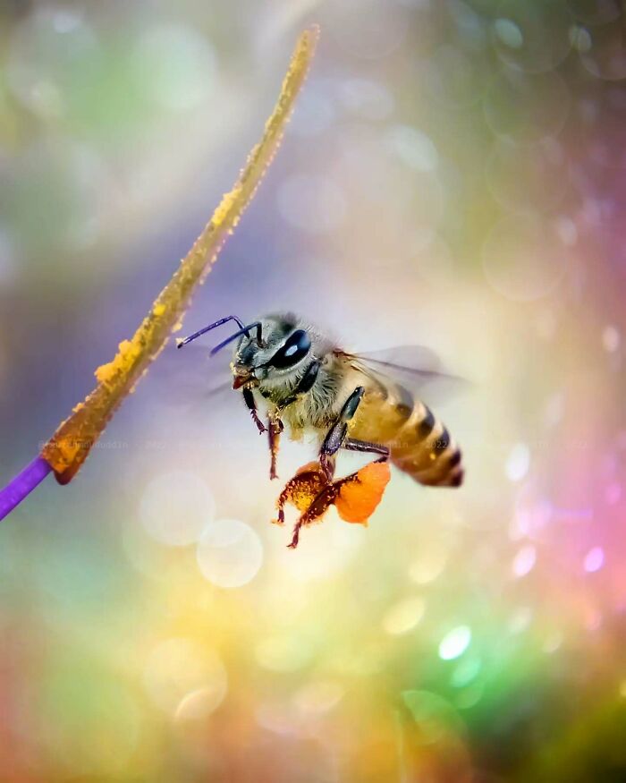 Macro shot of a bee carrying pollen, showcasing the magical side of insects in dreamy detailed photography.