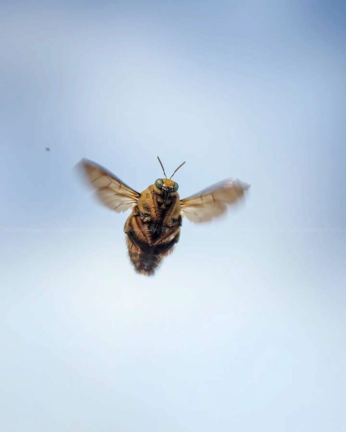Macro shot of an insect in mid-flight, showcasing the magical side of insects with detailed wings and body texture.