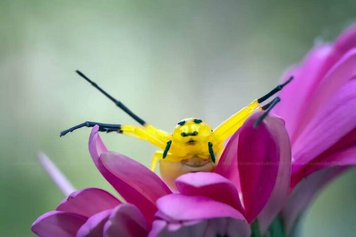 Yellow and black insect on vibrant pink flower petals in a dreamy macro shot capturing the magical side of insects.