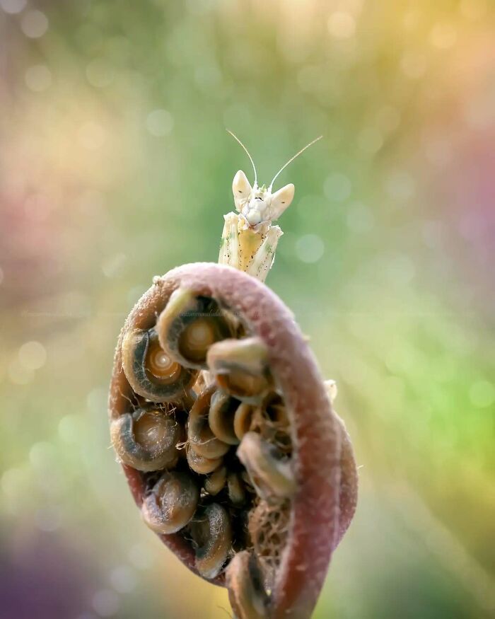 Macro shot of a praying mantis on a curled plant showing the magical side of insects in dreamy nature light.