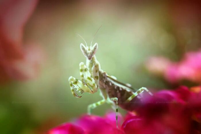 Close-up macro shot of a praying mantis showcasing the magical side of insects with dreamy soft-focus background.