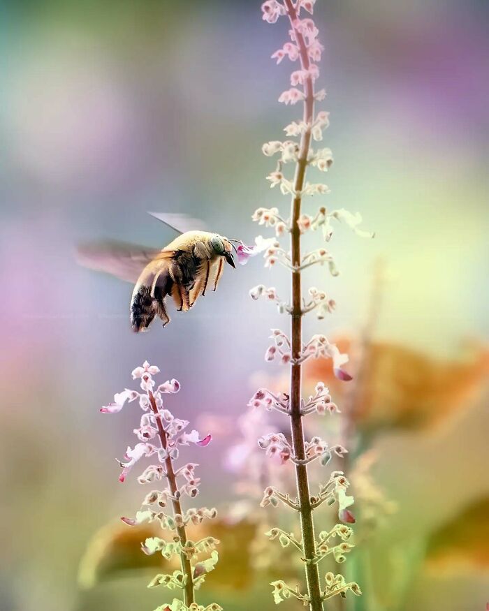 Macro shot of a bee hovering near delicate flowers, showcasing the magical side of insects in dreamy natural light.
