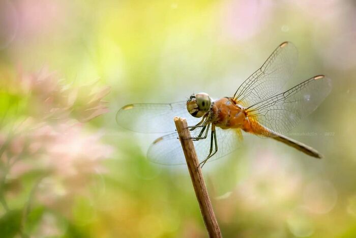 Dragonfly perched on a branch in a soft, dreamy macro shot capturing the magical side of insects by Fauzan Maududdin.