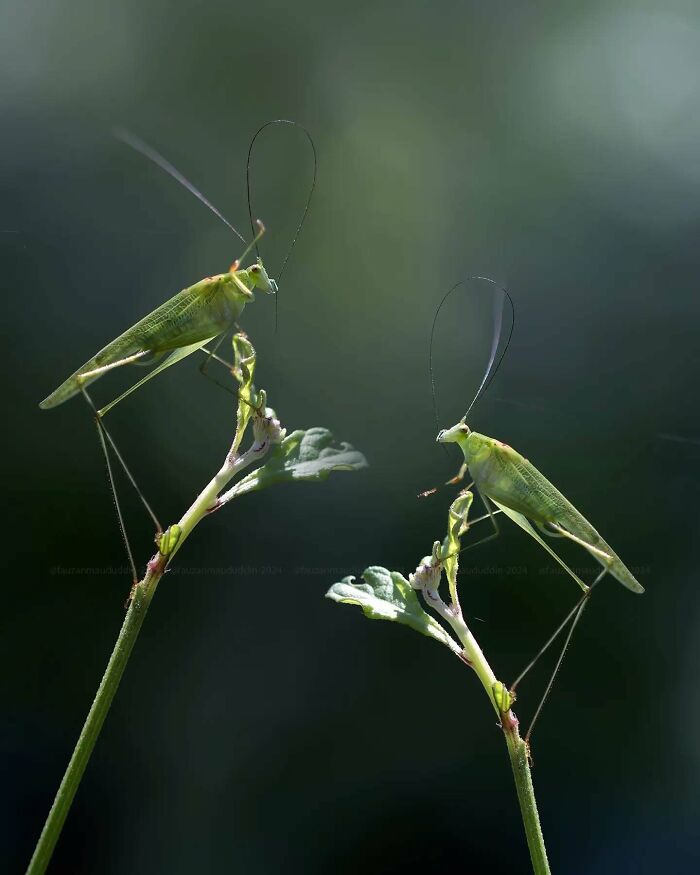 Two green insects perched on thin plant stems in a dreamy macro shot capturing the magical side of insects.