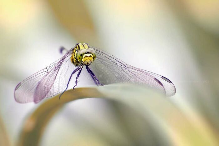 Dragonfly macro shot showcasing magical side of insects with delicate wings and detailed close-up by photographer Fauzan Maududdin.