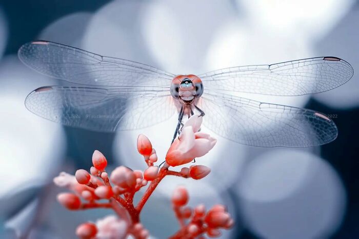 Dragonfly perched on a plant with translucent wings in a dreamy macro shot capturing the magical side of insects.