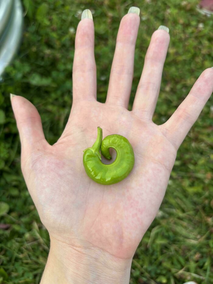 Small green curled vegetable resembling a tiny tomato, held on an open hand in a garden setting.