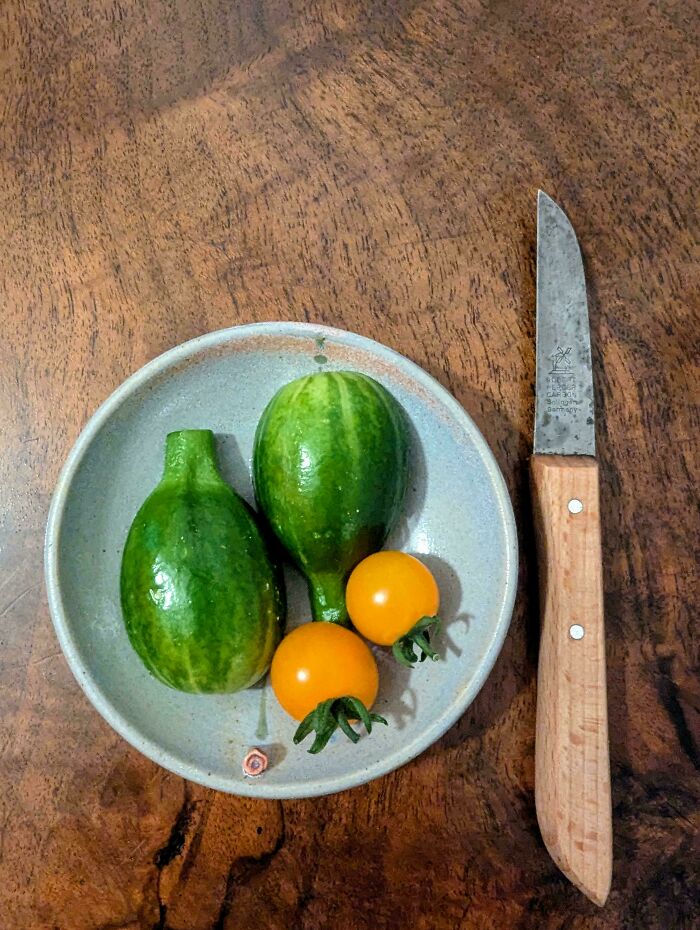 Two small green vegetables resembling tiny cucumbers and two yellow cherry tomatoes on a plate with a knife, garden humor.