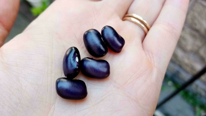 Small black beans resting on a hand, showcasing nature's playful gardening surprises with tiny seed details.