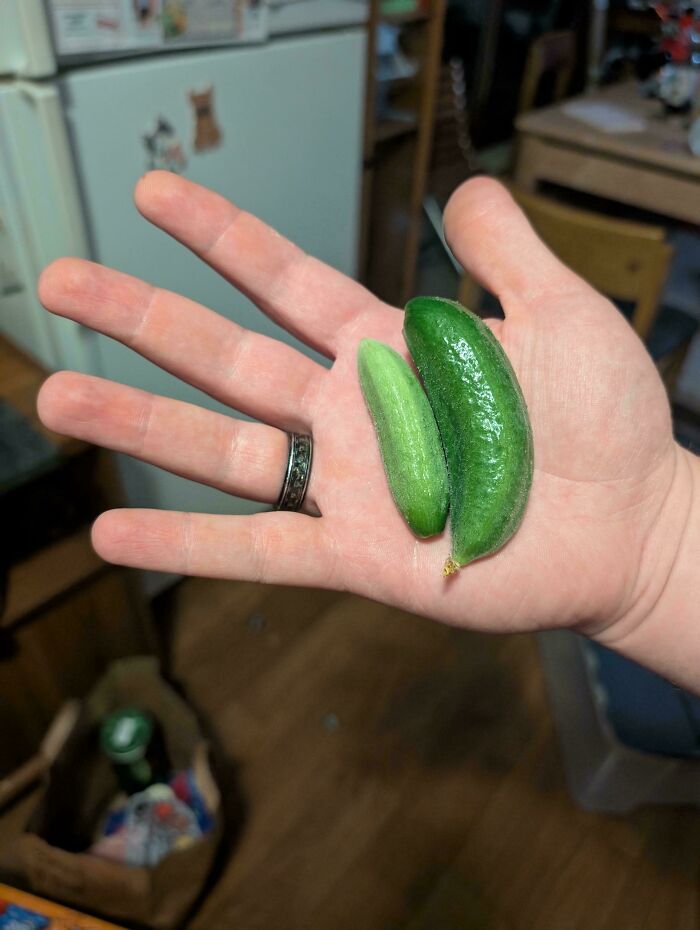 Small cucumbers held in the palm of a hand, showcasing nature's playful garden surprise for gardeners.