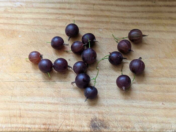 Tiny dark purple berries on a wooden cutting board, showcasing nature’s playful joke on gardeners with miniature fruit.