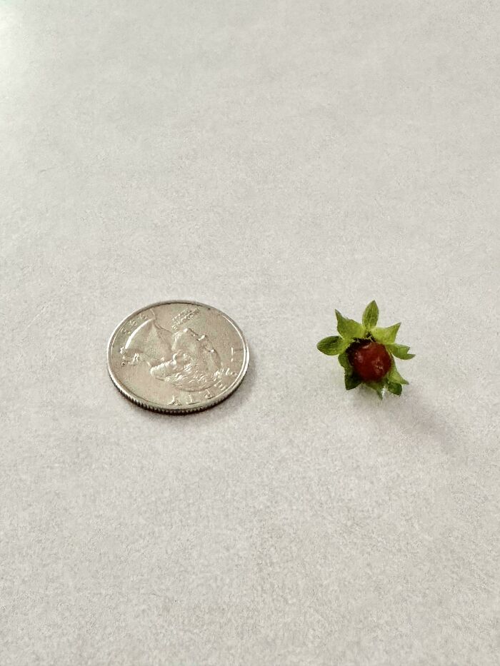 Tiny tomato next to a coin showing an unusual miniature fruit nature joke in gardening.