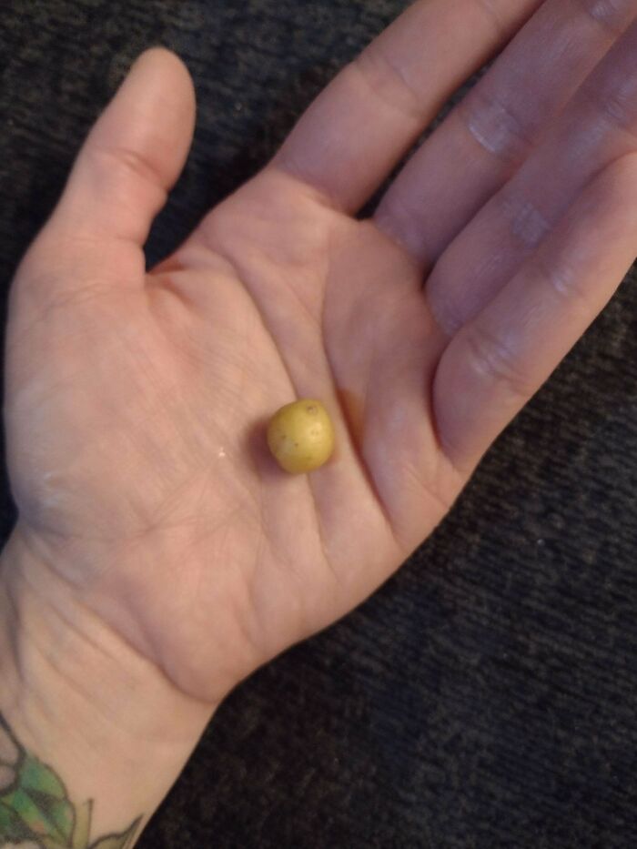 Small tomato held in palm showing unexpected tiny size, illustrating nature's playful surprises for gardeners.