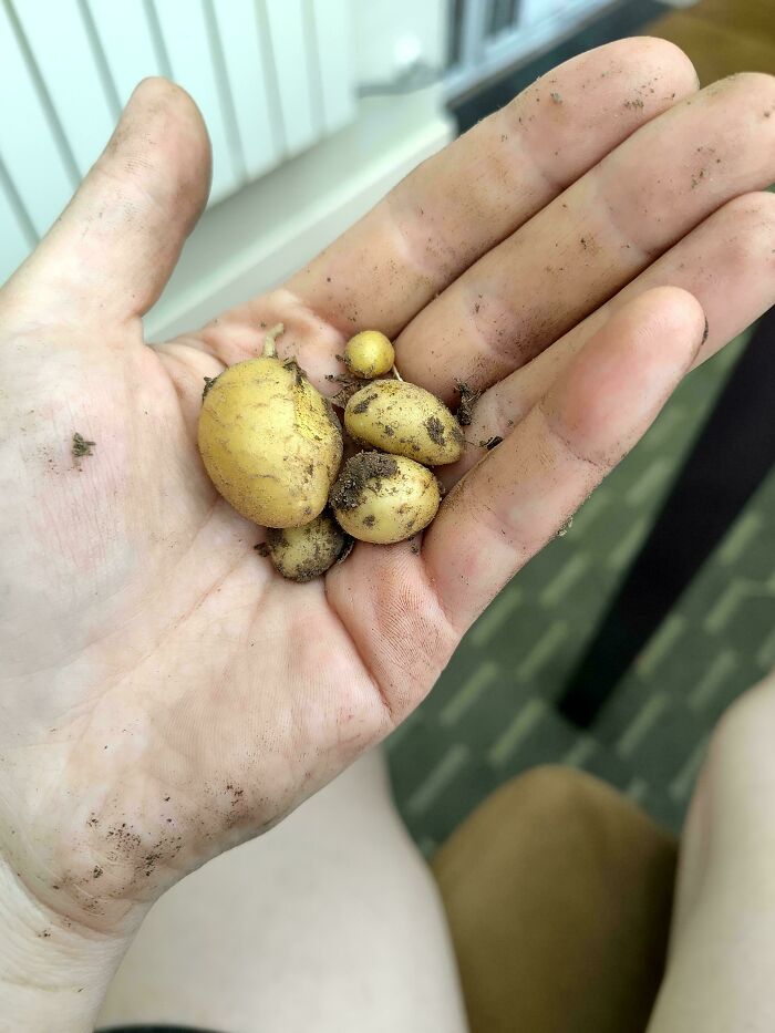 Small dirty potatoes held in a gardener’s hand showing nature’s surprising tiny harvest joke.