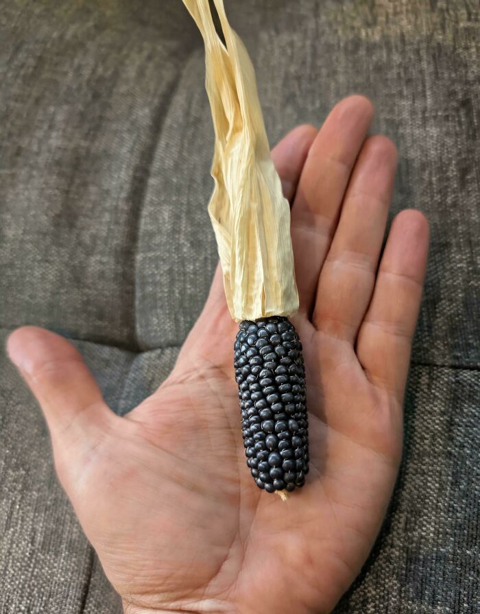 Small black corn cob held in hand showcasing unusual miniature garden produce nature joke on gardeners