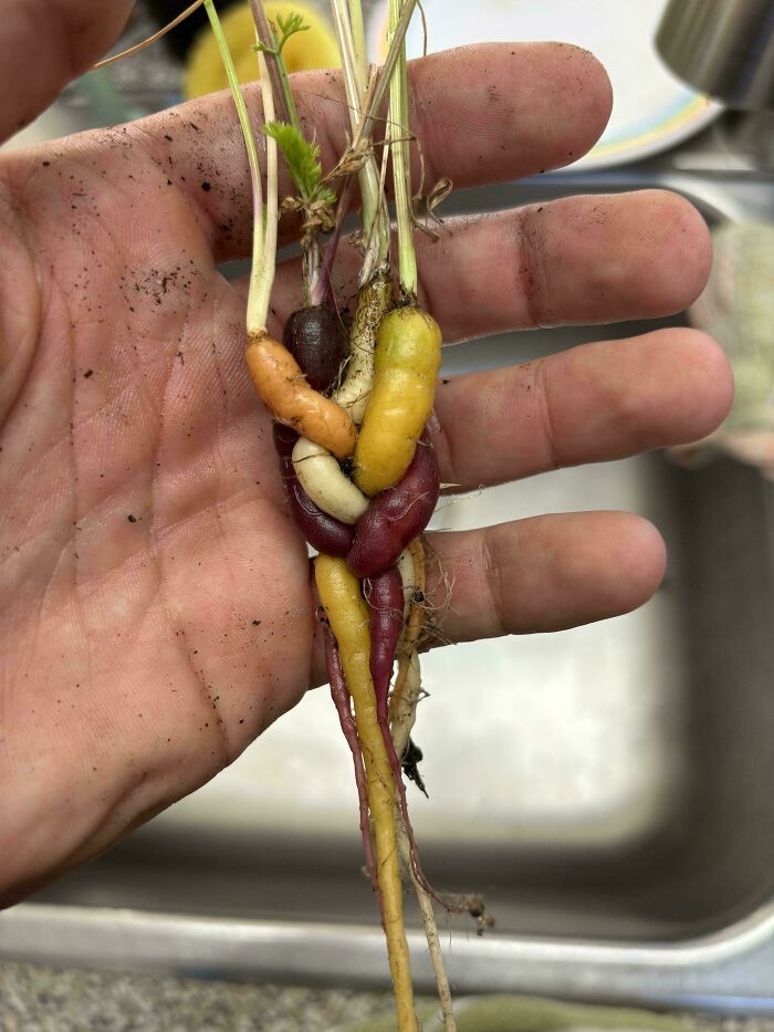 Hand holding small, colorful carrots with soil, showcasing a garden surprise and nature's playful tricks on gardeners.