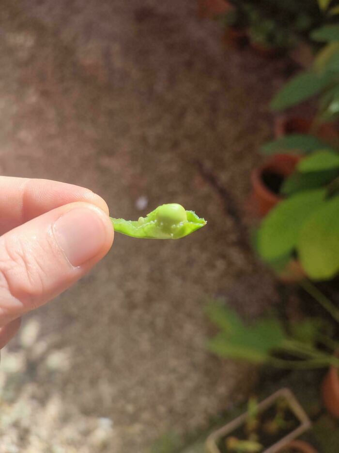 Small green tomato held between fingers, showcasing nature’s tiny garden surprise and playing a joke on gardeners.