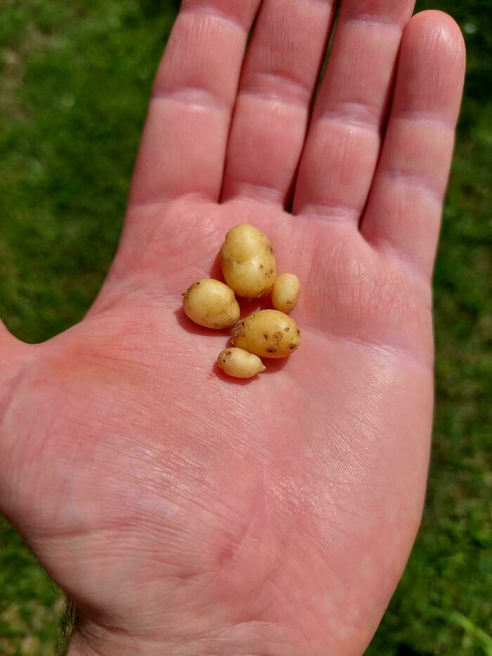 Small potatoes held in an open hand, illustrating nature's unexpected garden surprises and tiny produce variations.