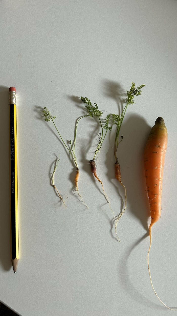 Small carrots of varying sizes next to a pencil showing nature's surprising garden jokes on gardeners.