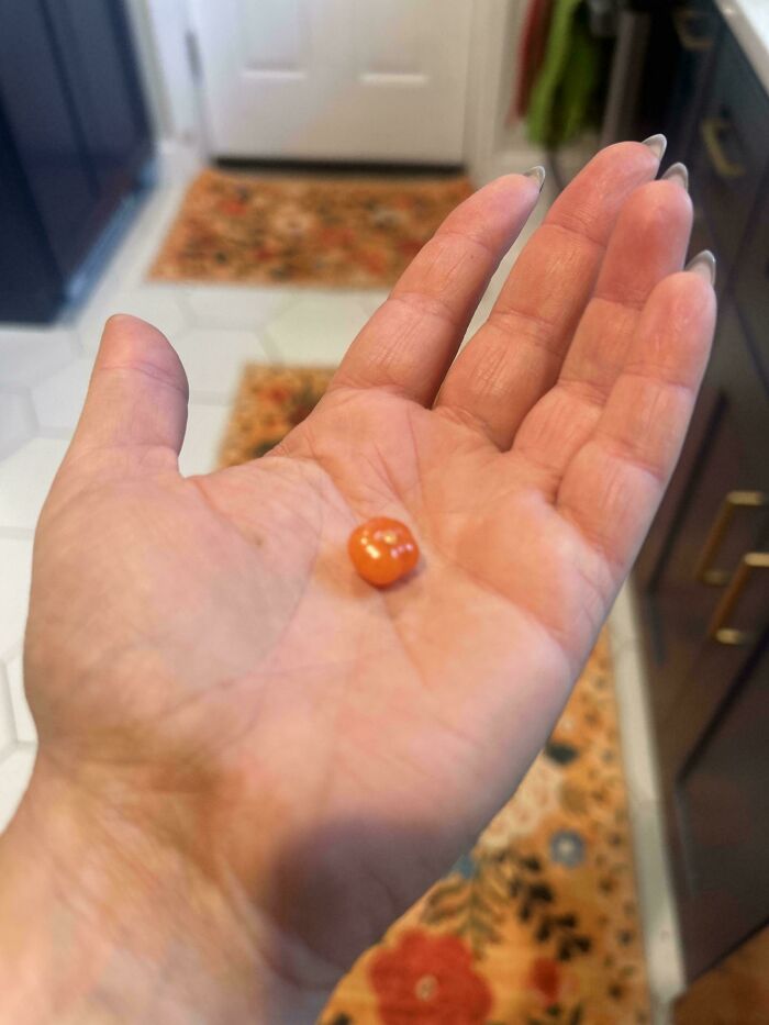 Small tiny tomato held in a hand showing a nature joke on gardeners with miniature garden produce.