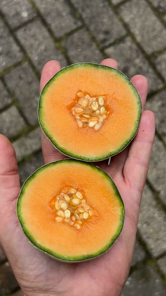 Hand holding a tiny cantaloupe melon sliced in half, showcasing nature's playful garden surprises.