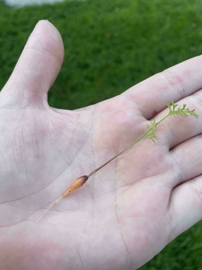 Small carrot seedling with tiny root held in a palm, showcasing a humorous garden nature joke for gardeners.