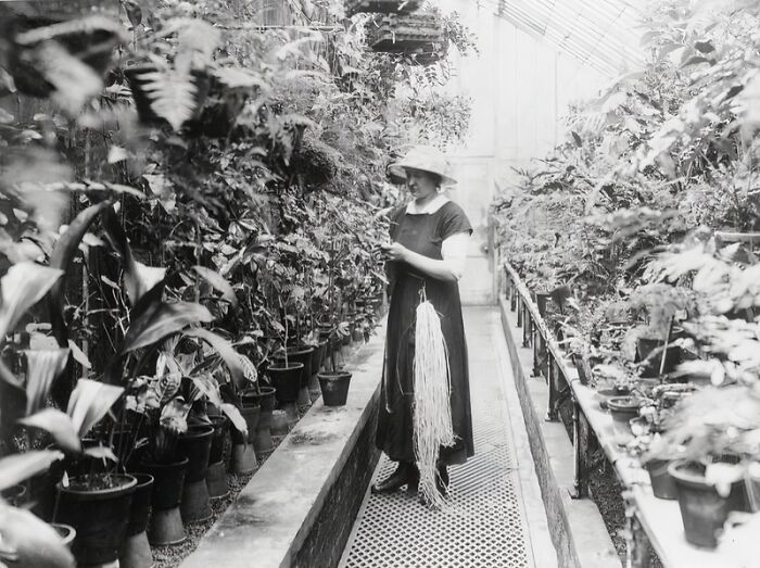 Woman working in a greenhouse surrounded by plants, illustrating how women changed everything during WWI.