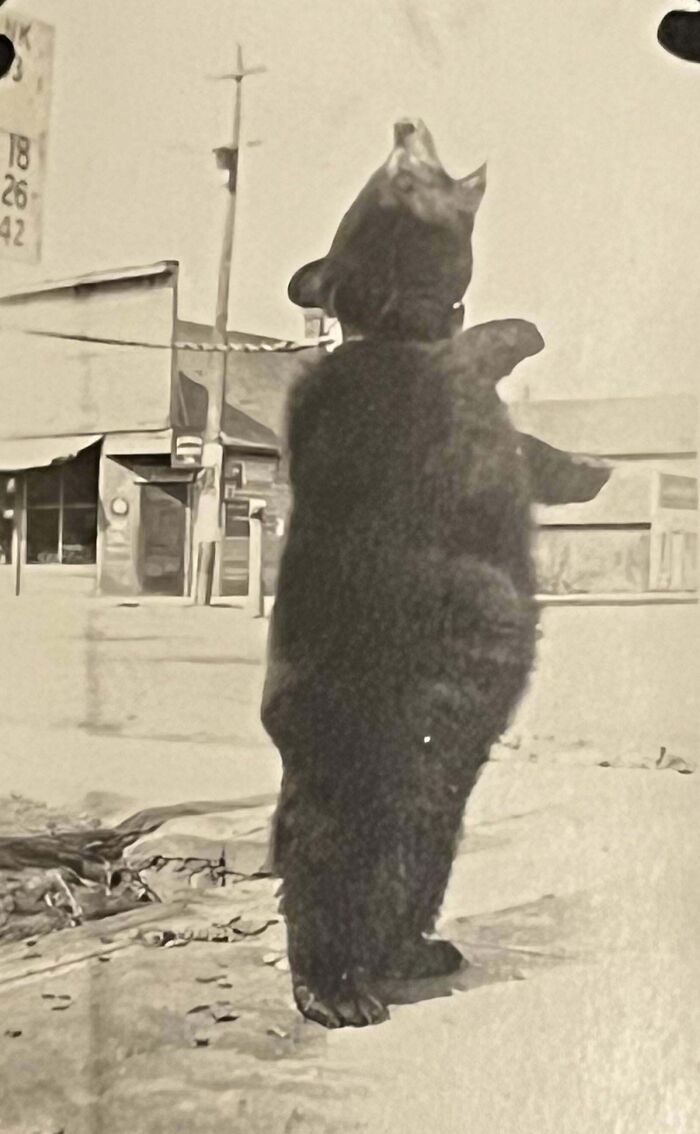 Vintage photo of a bear standing upright in a town, showcasing a candid glimpse into the past.