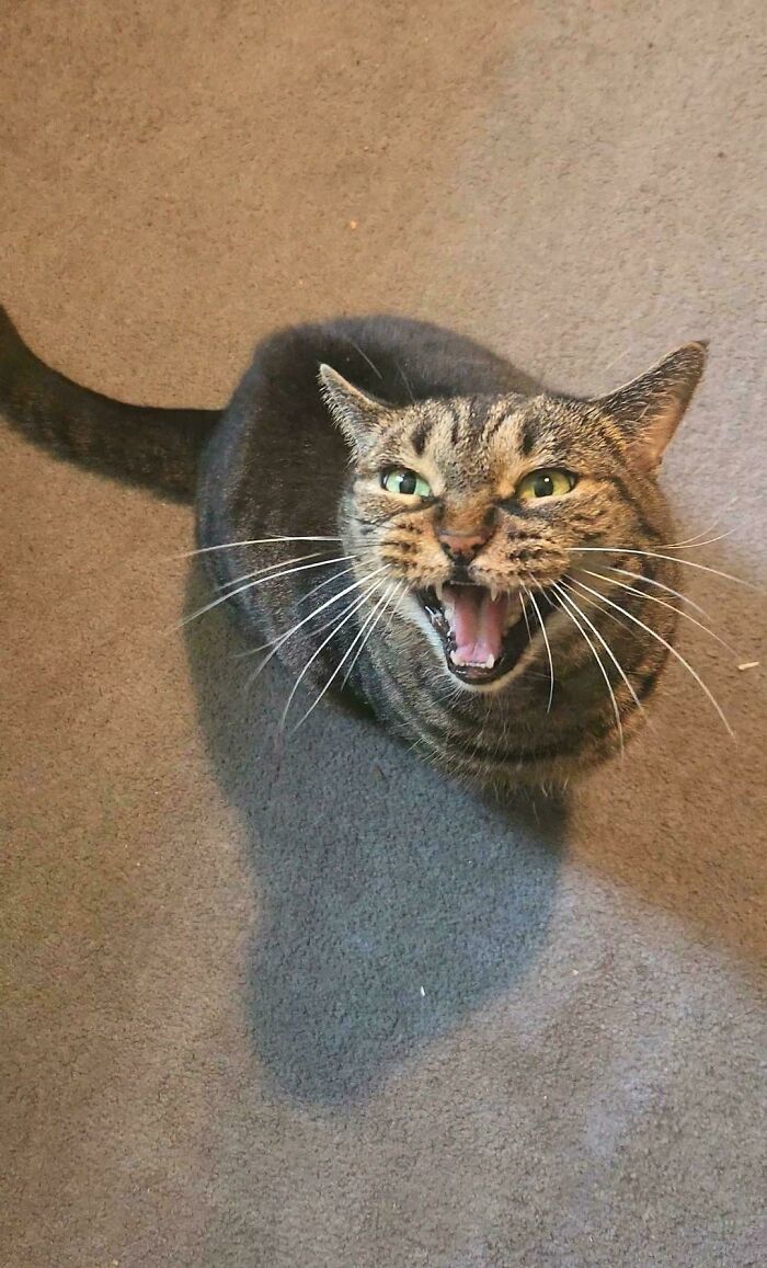Tabby cat with green eyes mid-meow looking up from carpet, showing expressive face and open mouth.