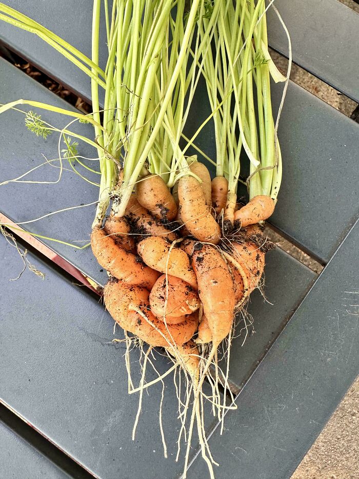 A bunch of oddly shaped carrots freshly pulled from the soil, showing nature's playful tricks on gardeners.