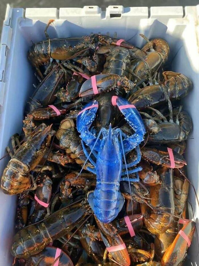Bright rare blue lobster with pink-banded claws among brown lobsters in crate, Amazing Photos