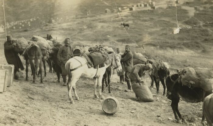 WWI daily life image showing soldiers and pack animals carrying supplies beyond the trenches during wartime.