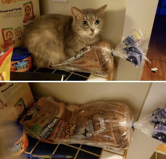 Gray cat camouflaged as a loaf of bread on a kitchen counter in a funny cat photo shared by a feline Instagram account.