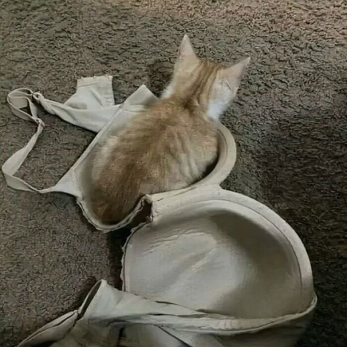 A funny and strange photo of a cat sitting inside a bra on a textured carpet floor.