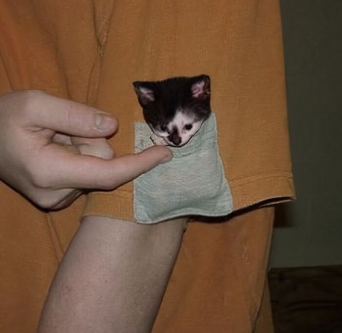 Tiny black and white kitten peeking out of a small pocket on an orange shirt in a funny cat photo.