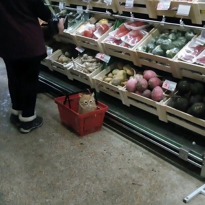 A funny photo of a cat sitting inside a shopping basket in a grocery store aisle among fresh produce.