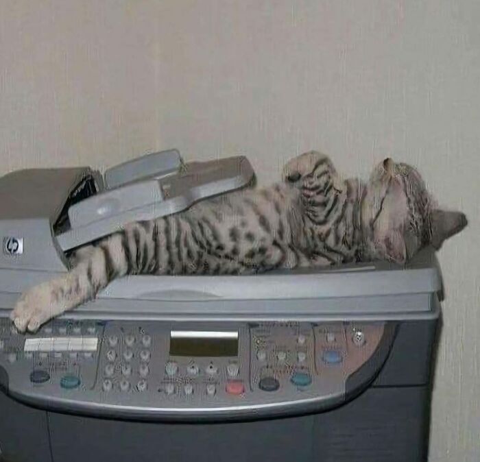 Cat lying asleep on an office printer, one paw stretched out, in a strange but funny photo of cats.