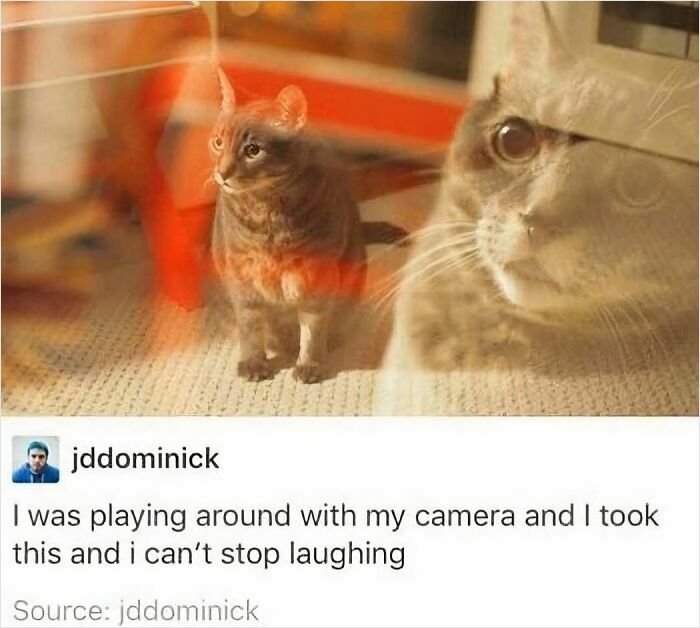 Tabby cat with a double exposure effect creating a strange but funny feline photo shared on an IG account.