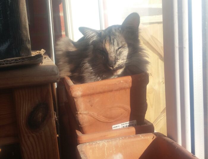 Cat snugly curled up inside a flowerpot in sunlight, showing one of the chaotic pets being a menace at home.