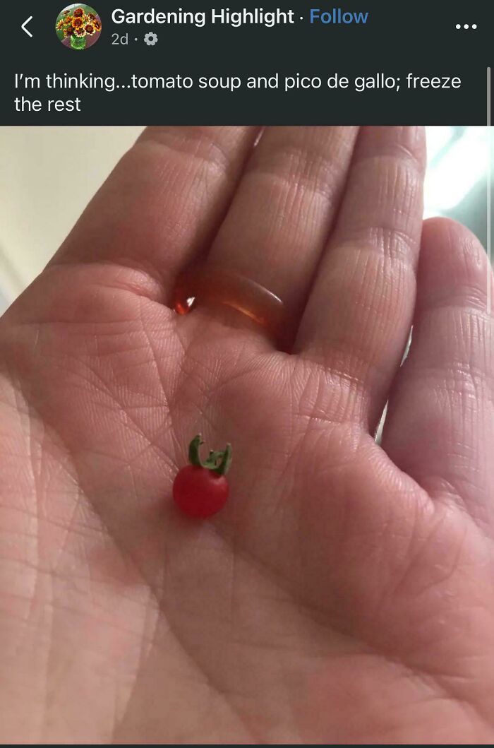 Tiny tomato held in an open palm, showcasing a miniature tomato for ants from a nature gardening surprise.