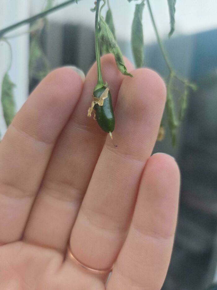 Tiny green tomato held between fingers, showcasing a miniature size that surprises gardeners and nature enthusiasts alike.