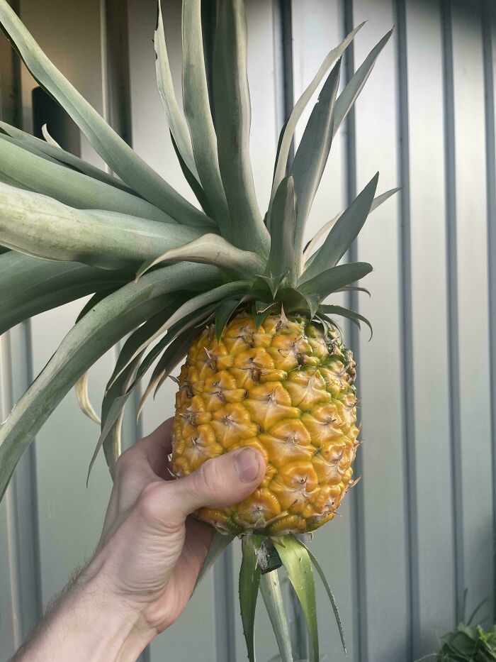 Hand holding a small pineapple with large leaves, showcasing nature's unexpected gardening surprise for gardeners.